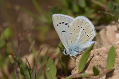 Polyommatus sertavulensis
