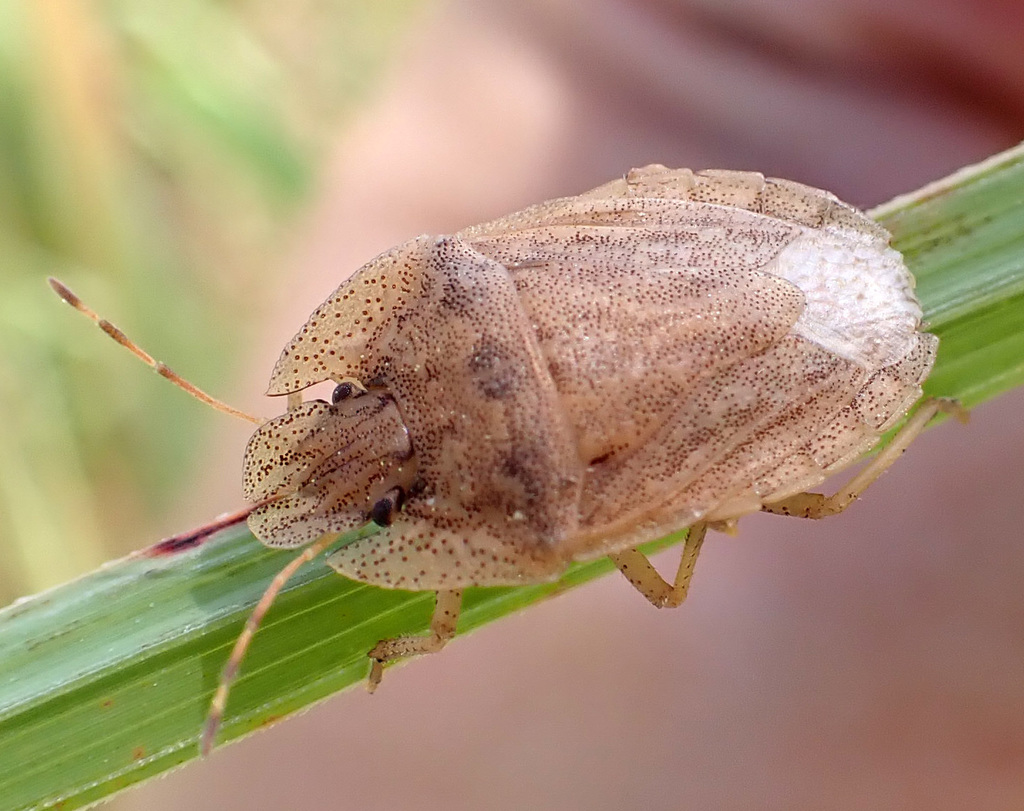 Cephaloplatus