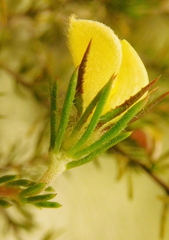 Aspalathus cliffortioides