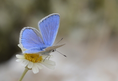 Polyommatus sertavulensis