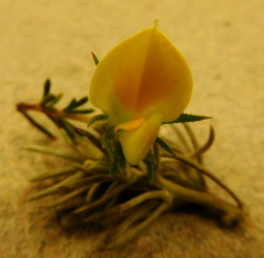 Aspalathus cliffortioides