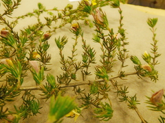 Aspalathus cliffortioides