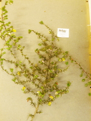 Aspalathus cliffortioides