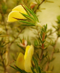 Aspalathus cliffortioides