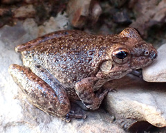 Litoria meiriana