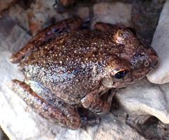 Litoria meiriana