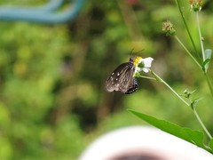 Euploea mulciber mulciber