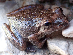 Litoria meiriana