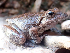 Litoria meiriana