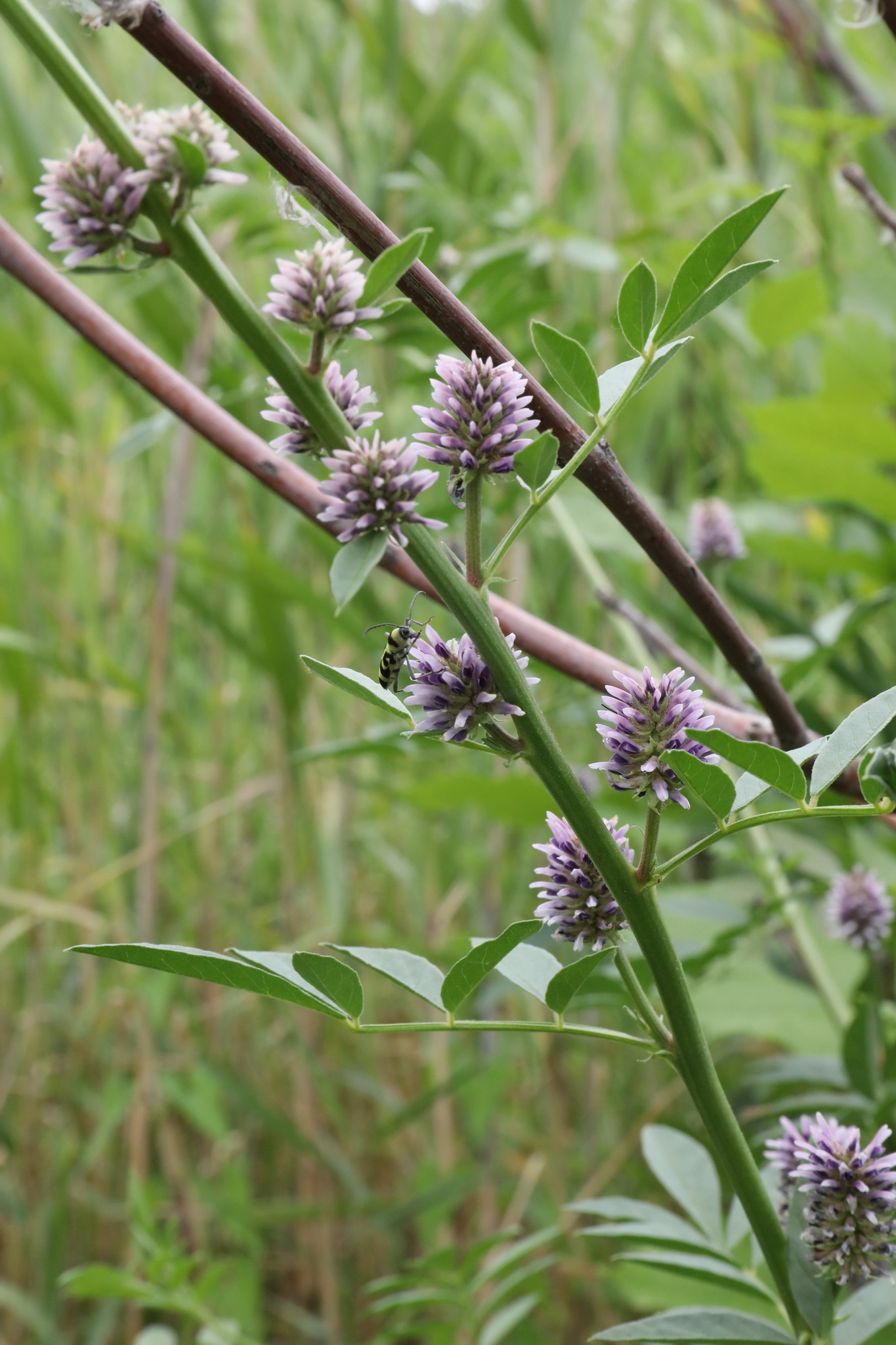 Glycyrrhiza echinata