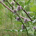 Glycyrrhiza echinata - Photo (c) Kulakov Vitalii G., algunos derechos reservados (CC BY-NC), subido por Kulakov Vitalii G.