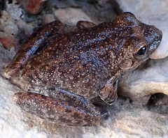 Litoria meiriana