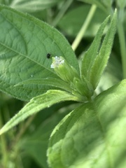 Blainvillea gayana