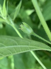 Blainvillea gayana