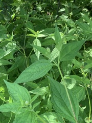 Blainvillea gayana
