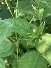 Blainvillea gayana