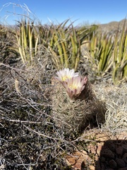 Echinomastus intertextus