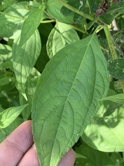 Blainvillea gayana