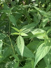 Blainvillea gayana