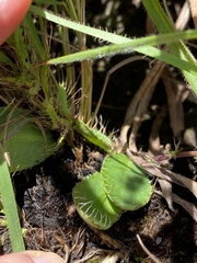 Alepidea setifera