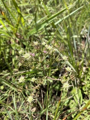 Alepidea setifera