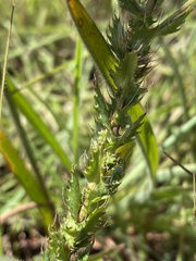 Alepidea setifera
