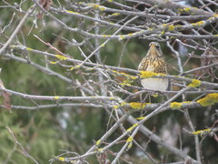 Turdus pilaris