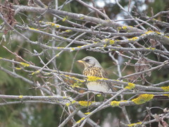 Turdus pilaris