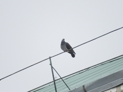 Columba livia domestica