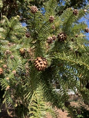 Cunninghamia