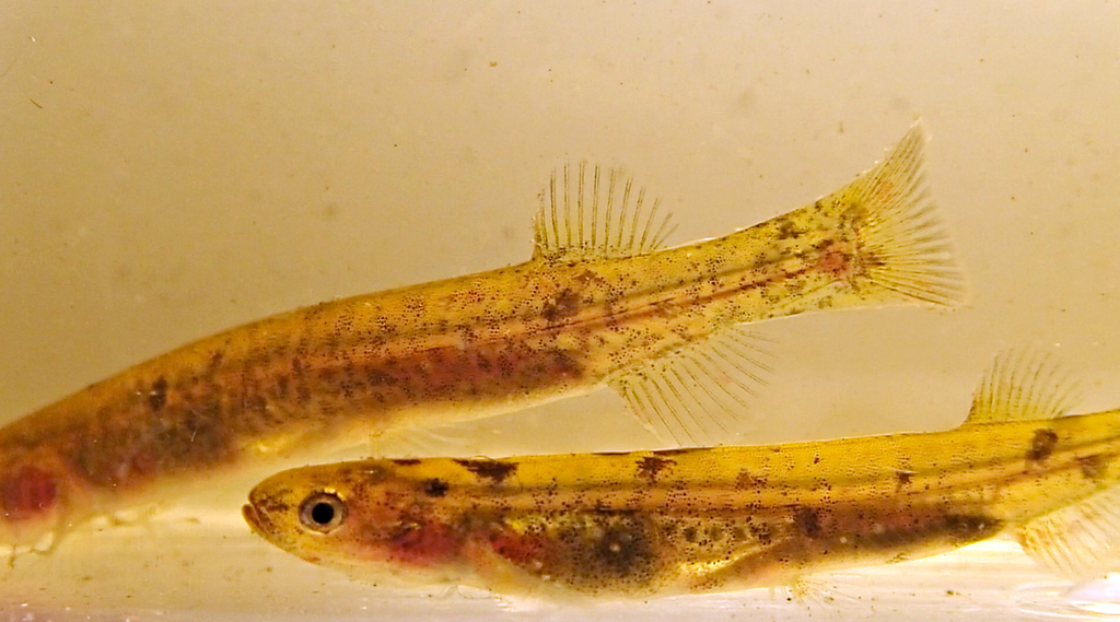 Australian Mudfish
