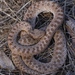 Coast Night Snake - Photo (c) randomtruth, some rights reserved (CC BY-NC-SA)