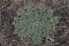 Euphorbia chamaesyce