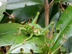 Antandrus viridis
