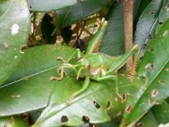 Antandrus viridis