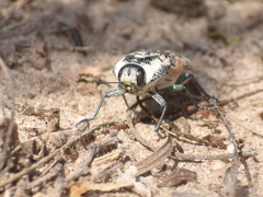 Achardella denticollis