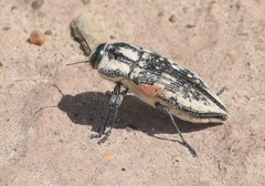 Achardella denticollis