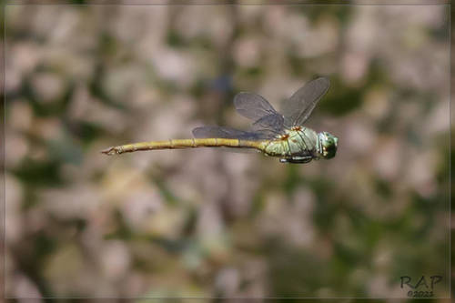 Staurophlebia reticulata