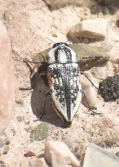 Achardella denticollis