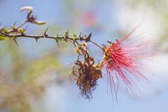 Calliandra haematomma