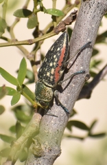 Lampetis plagiata