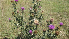 Cirsium ciliatum