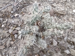 Grusonia