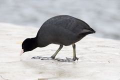 Fulica atra