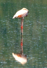 Phoenicopterus ruber
