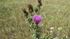 Cirsium ciliatum
