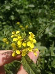 Cartallum ebulinum