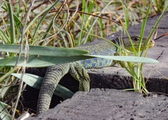 Timon lepidus lepidus