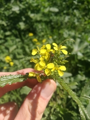 Cartallum ebulinum