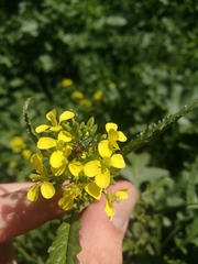 Cartallum ebulinum